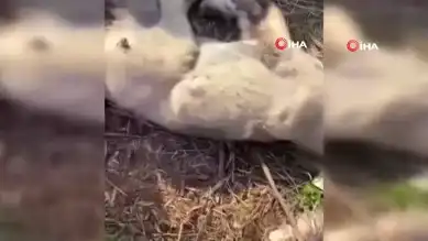 Gaziantep'te Yavru Köpekler Öldürüldü